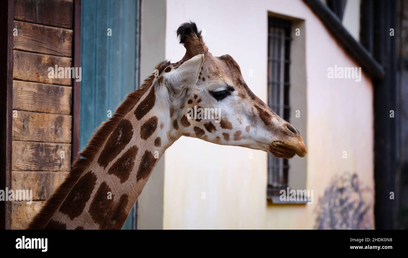 Vue latérale rapprochée d'une girafe dans une enceinte de zoo avec des bâtiments en arrière-plan. Banque D'Images