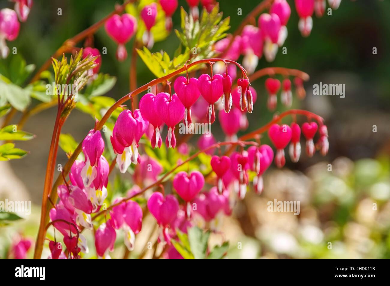 coeur aqueux, coeur aqueux Banque D'Images
