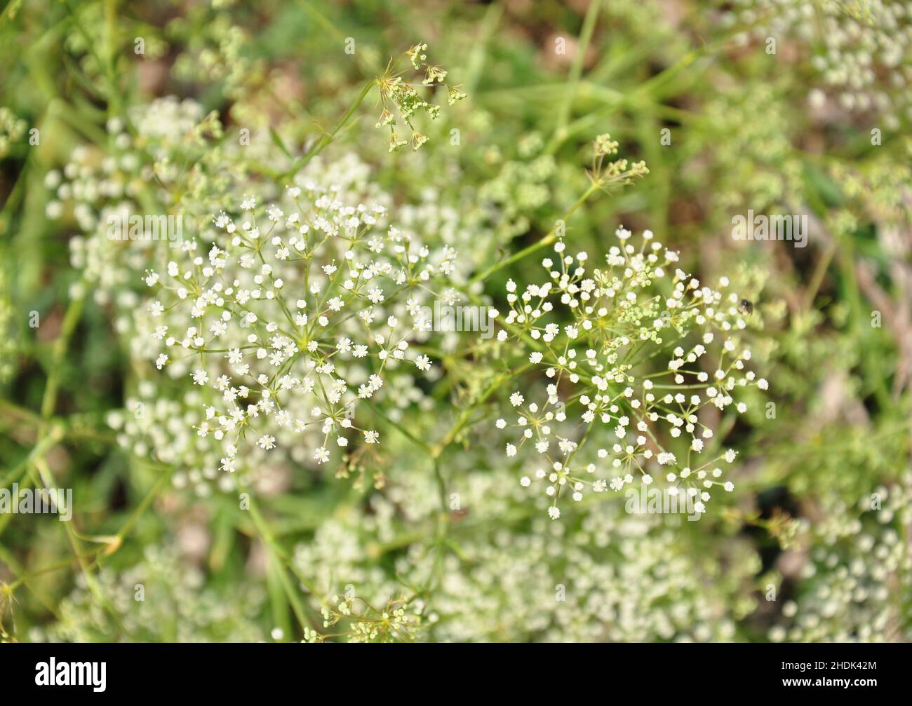 falcaria vulgaris Banque D'Images