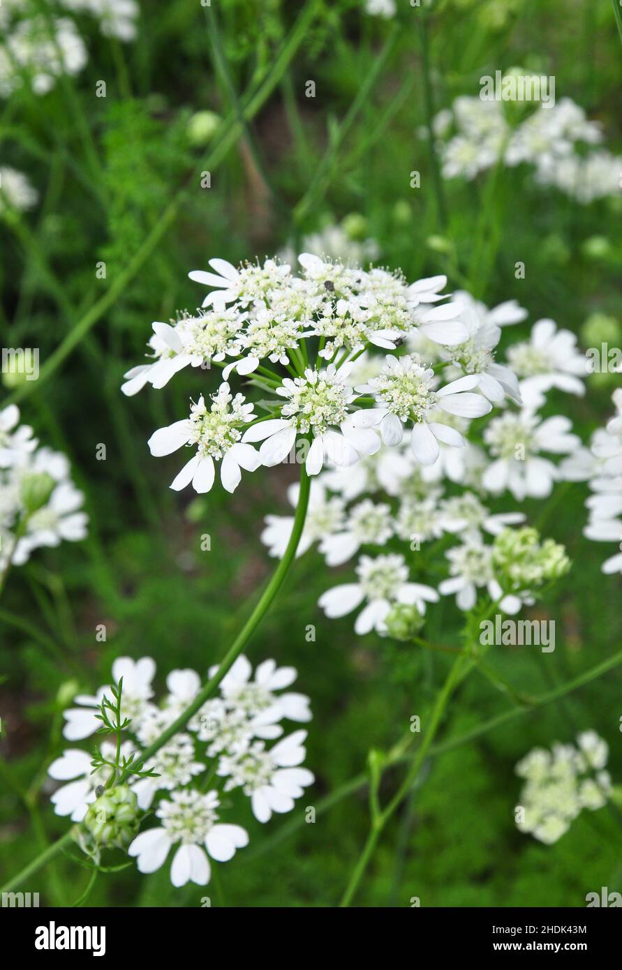 Orlaya grandiflora, Orlaya grandiflora, persil de prairie, dentelle minoenne, fleur en dentelle blanche,lacéflower blanc Banque D'Images