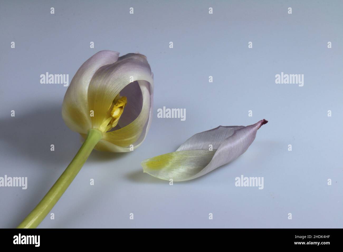 tulipe, fragile, tulipes, fragmentés Banque D'Images