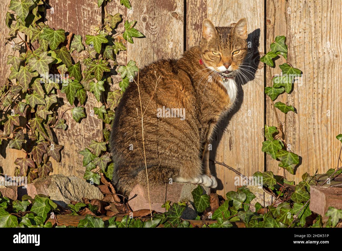 Tomcat assis devant un mur en bois, Allemagne Banque D'Images
