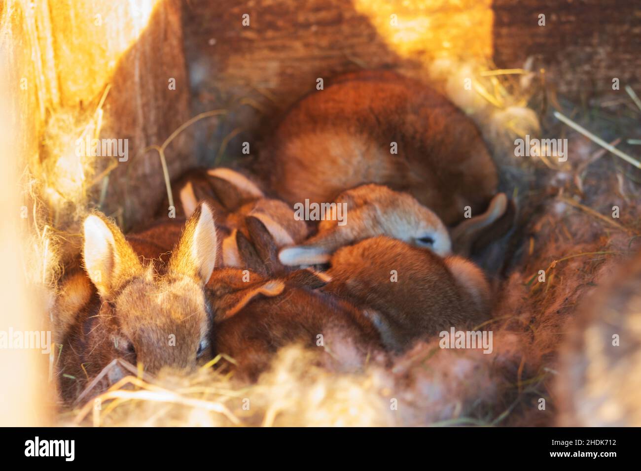 les petits lapins s'assoient dans le nid Banque D'Images