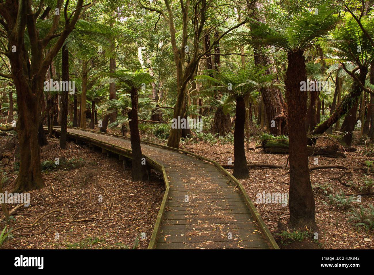 sentier, forêt tropicale, fougères arborescentes, circuit de gully lilly pilly, sentiers, jungle, forêts tropicales, fougères arborescentes Banque D'Images