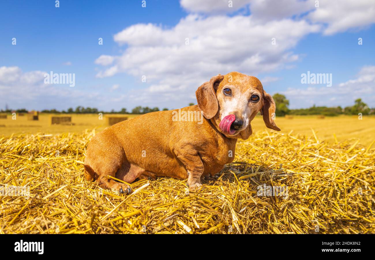 Un Dachshund miniature à poil doux appréciant de se reposer au soleil sur un hancher de foin, dans un champ de fermier. Banque D'Images