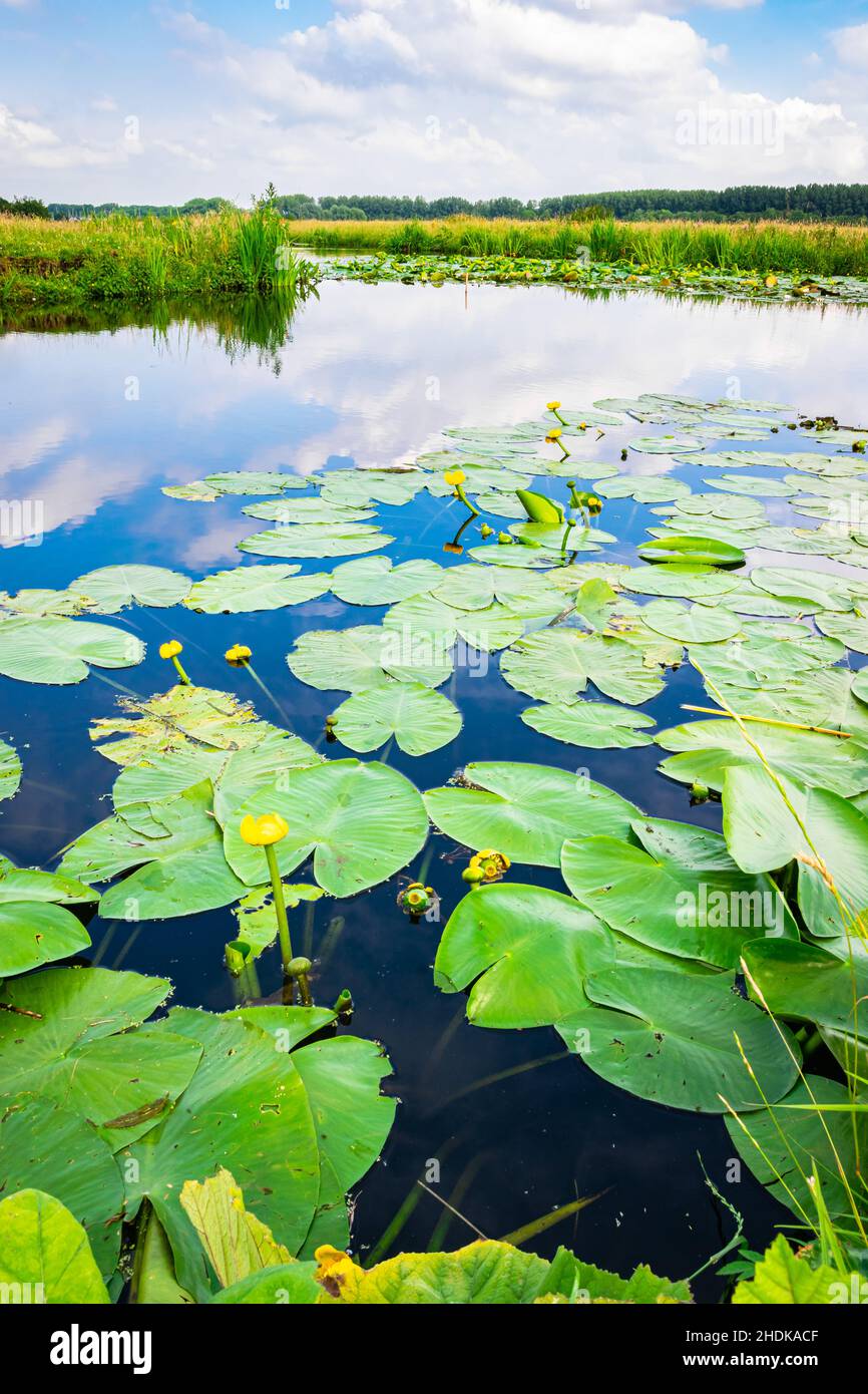 Lily pads dans l'un des nombreux fossés remplis d'eau dans le paysage hollandais de polder Banque D'Images