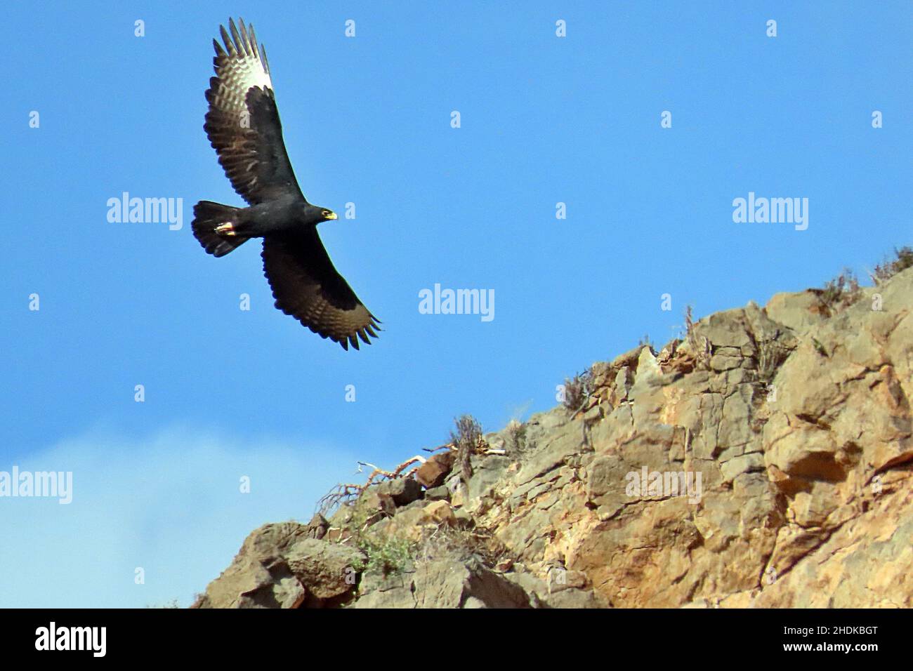 Un aigle de Verreaux (Aquila verreauxii) survolant un canyon rocheux dans le parc national de Mountain Zebra, dans les montagnes Nubib de Namibie Banque D'Images