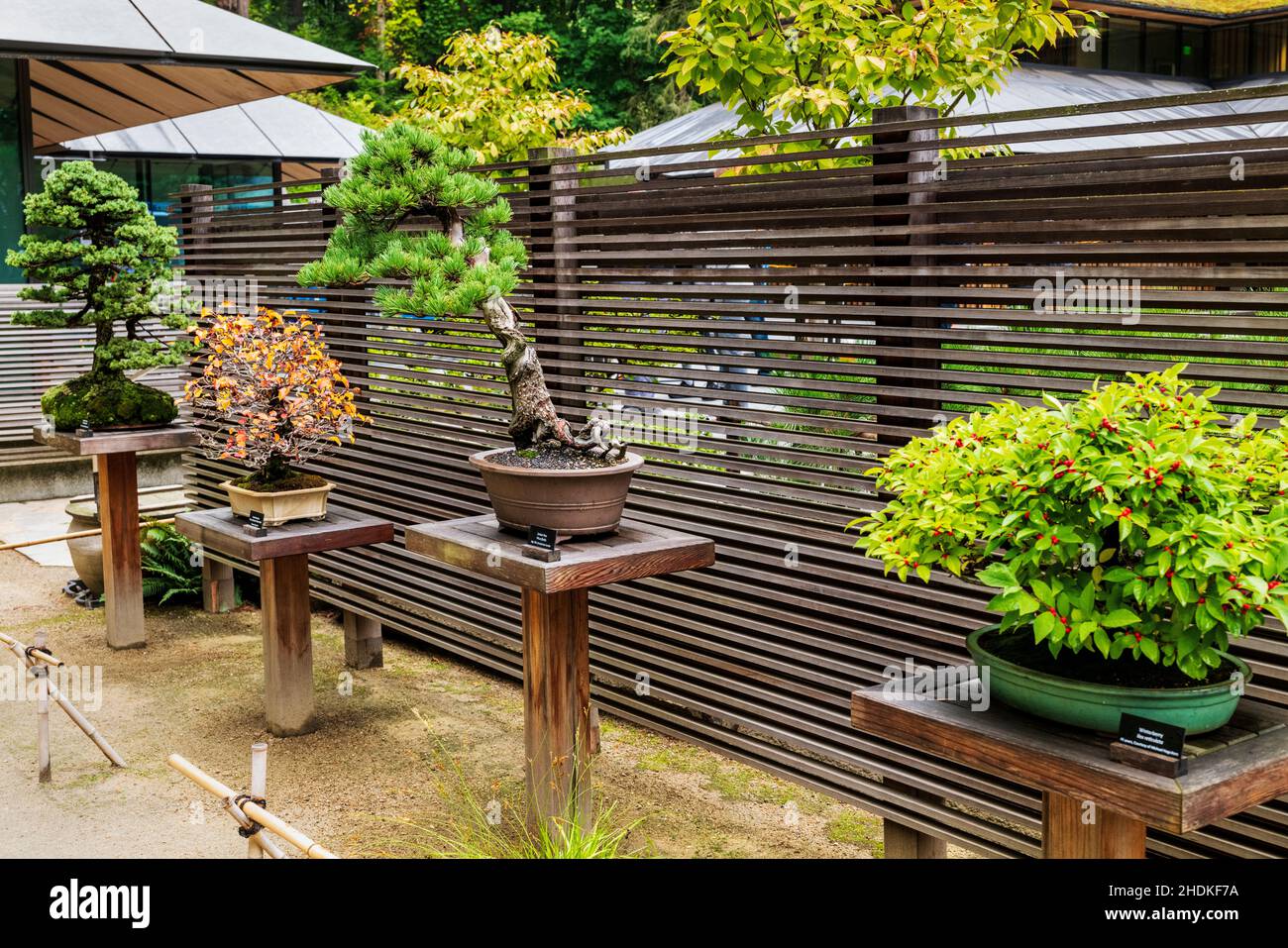Ellie M. Hill Bonsai Terrace; Portland Japanese Gardens; Portland; Oregon; États-Unis Banque D'Images
