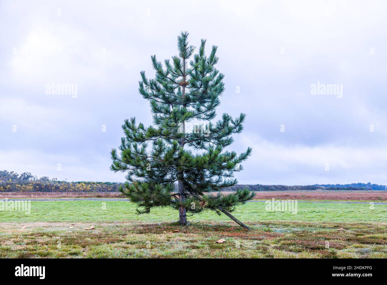 Un seul arbre de Noël se trouve dans un sol ouvert sans rien d'autre qui grandit immédiatement ou est placé à côté d'elle.Pris un matin froid. Banque D'Images