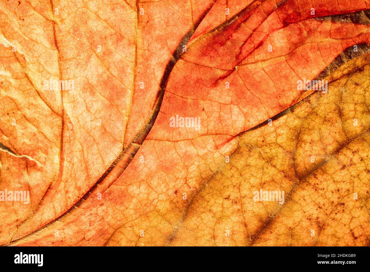Détail feuille d'arbre de rabot avec des couleurs d'automne, éclairé par le bas pour des détails fins nerveures Banque D'Images