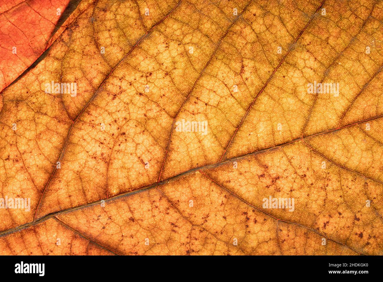 Détail feuille d'arbre de rabot avec des couleurs d'automne, éclairé par le bas pour des détails fins nerveures Banque D'Images