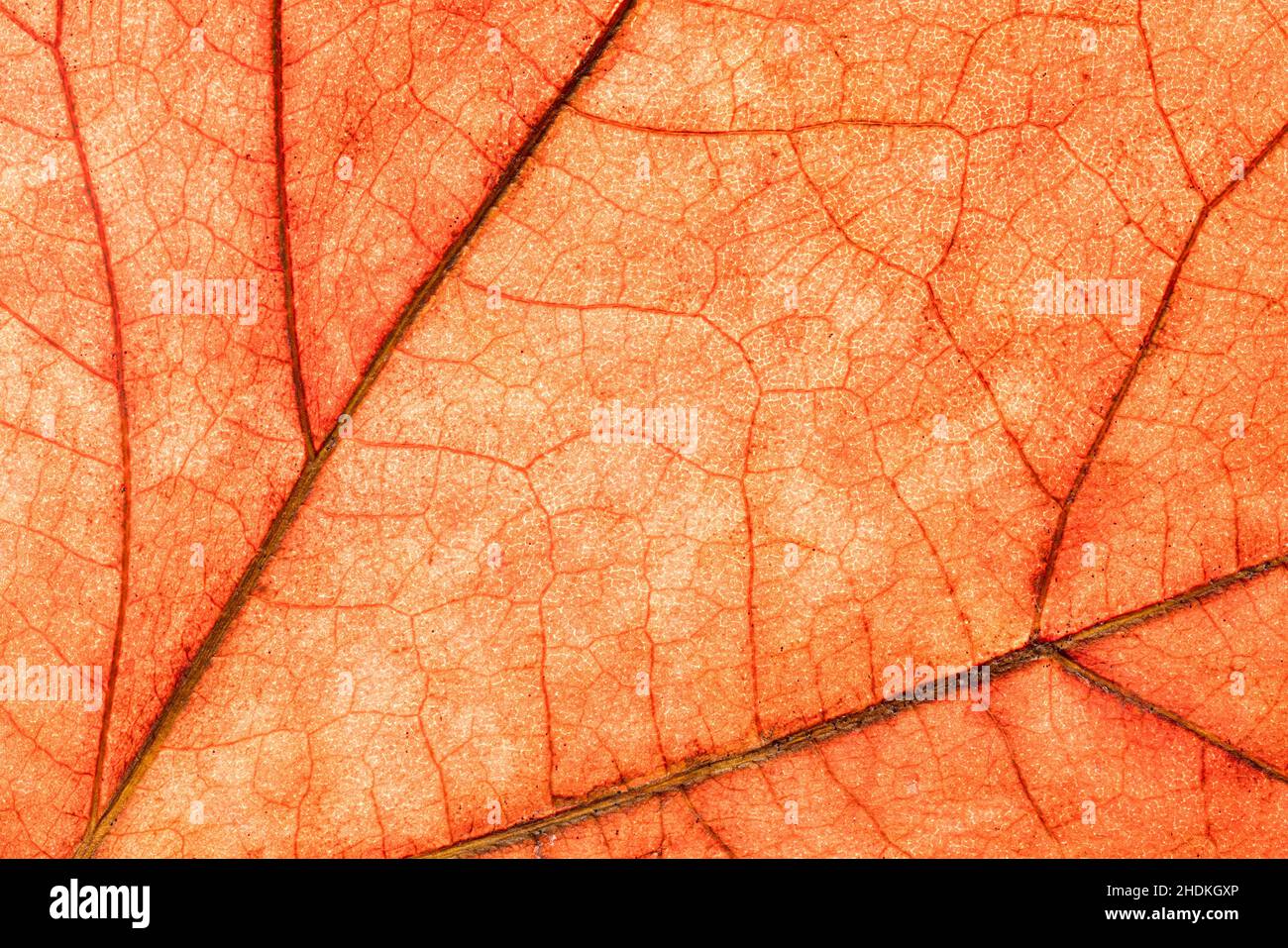 Détail feuille d'arbre de rabot avec des couleurs d'automne, éclairé par le bas pour des détails fins nerveures Banque D'Images