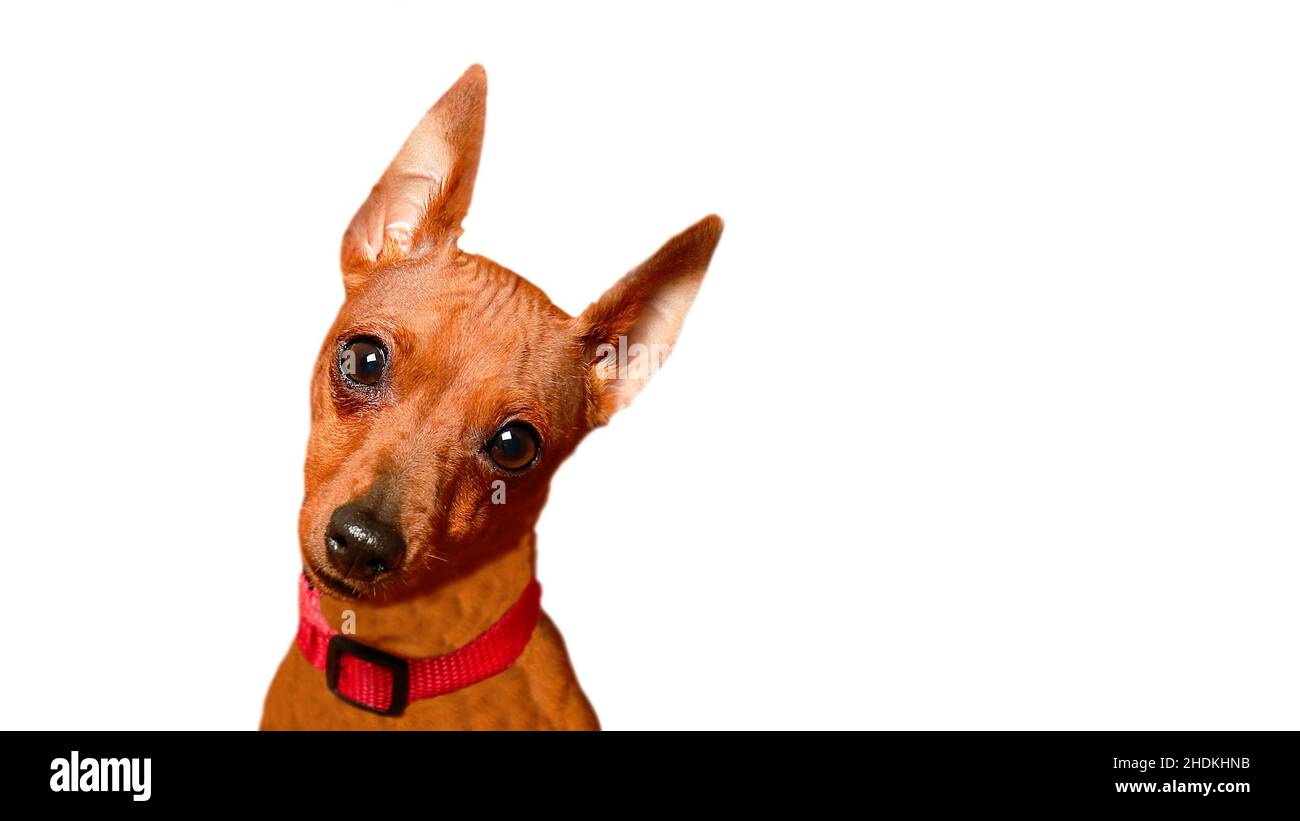 Portrait d'un chiot charmant sur fond blanc.Le look curieux d'un chiot.Petit chien gros-élevé.Un chien avec un regard de questionnement.Le museau d'un animal de compagnie.Isoler. Banque D'Images