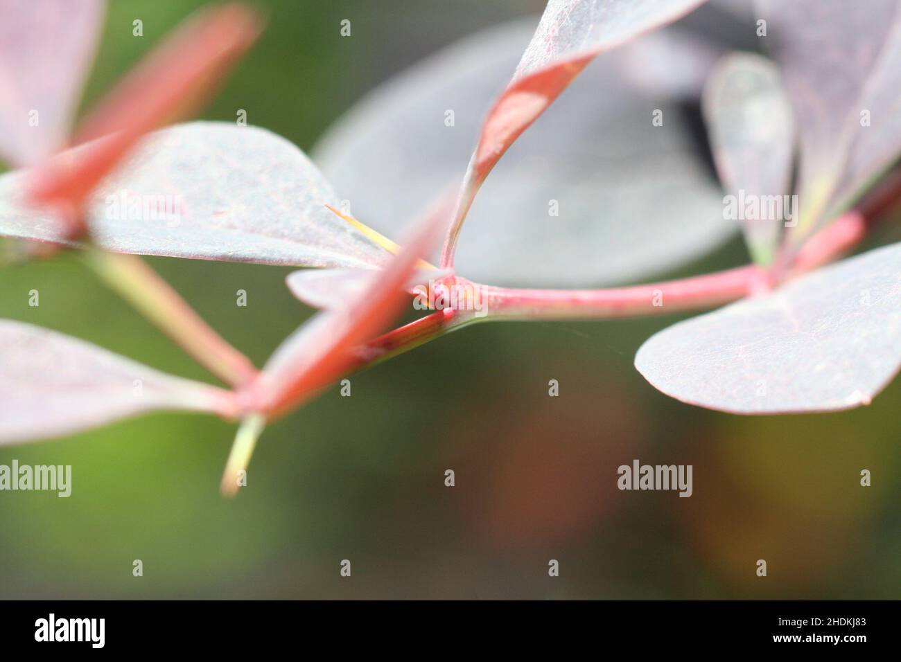 couleurs et formes, filigrane, feuille, couleurs et formes, filigrane,feuilles Banque D'Images