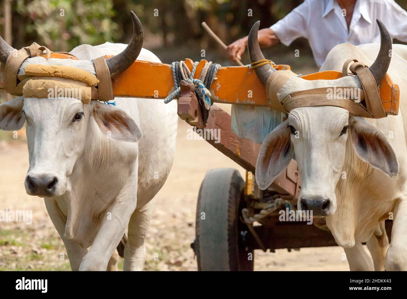 bétail, en direct Banque D'Images