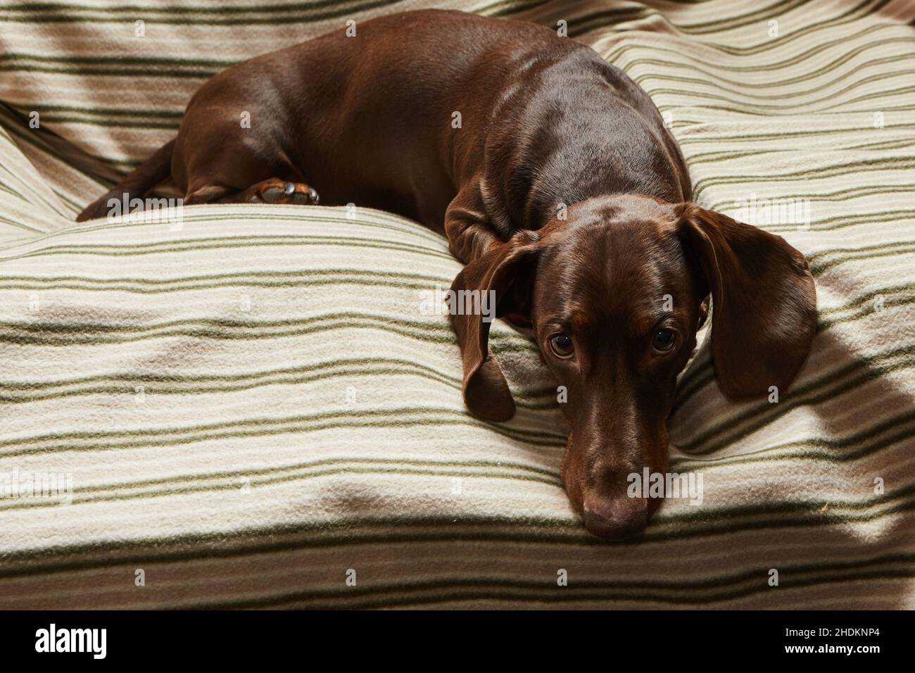 Un dachshund de couleur chocolat repose sur une chaise sur une couverture rayée et regarde attentivement l'appareil photo Banque D'Images