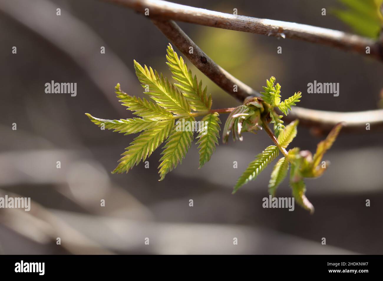 Gros plan des bourgeons, de la tige et des petites feuilles vertes de sorbus aucuparia (rowan, pihlaja). Photo macro du jour de printemps ensoleillé prise dans le sud de la Finlande. Banque D'Images