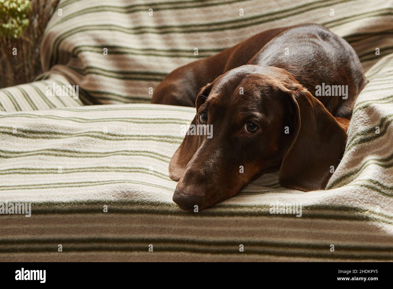 Un dachshund de couleur chocolat repose sur une chaise sur une couverture rayée et regarde attentivement l'appareil photo Banque D'Images