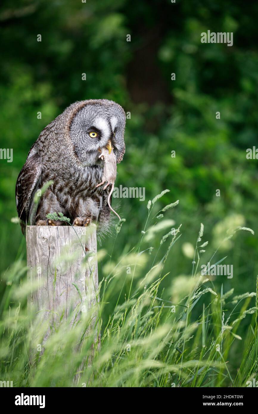 Grand hibou gris avec proie Banque D'Images