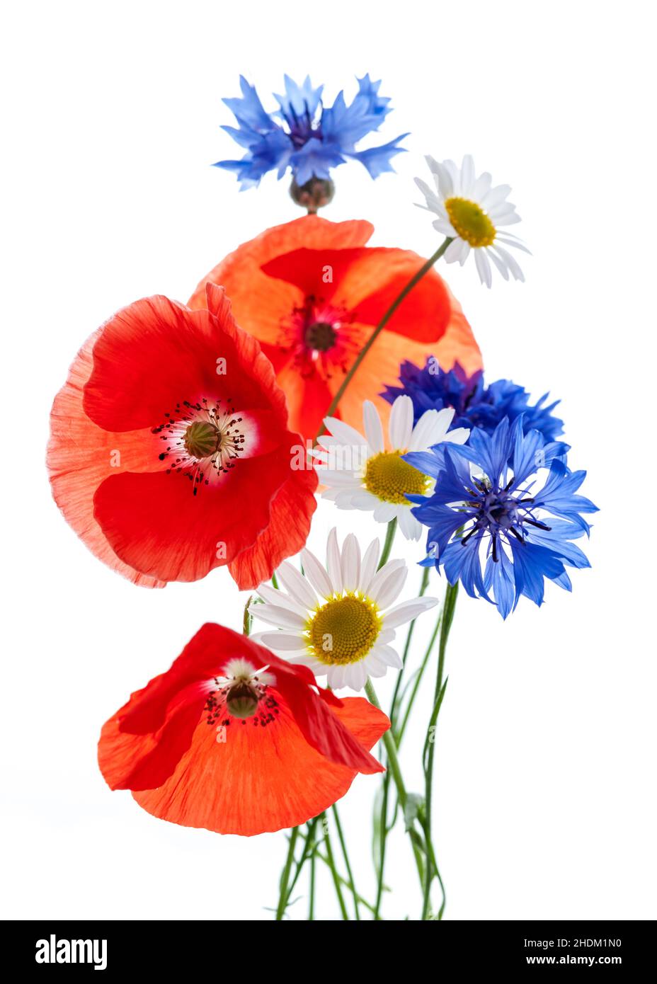 filigrane, floral, fleurs sauvages, filigrees, fleurs,fleurs sauvages Banque D'Images