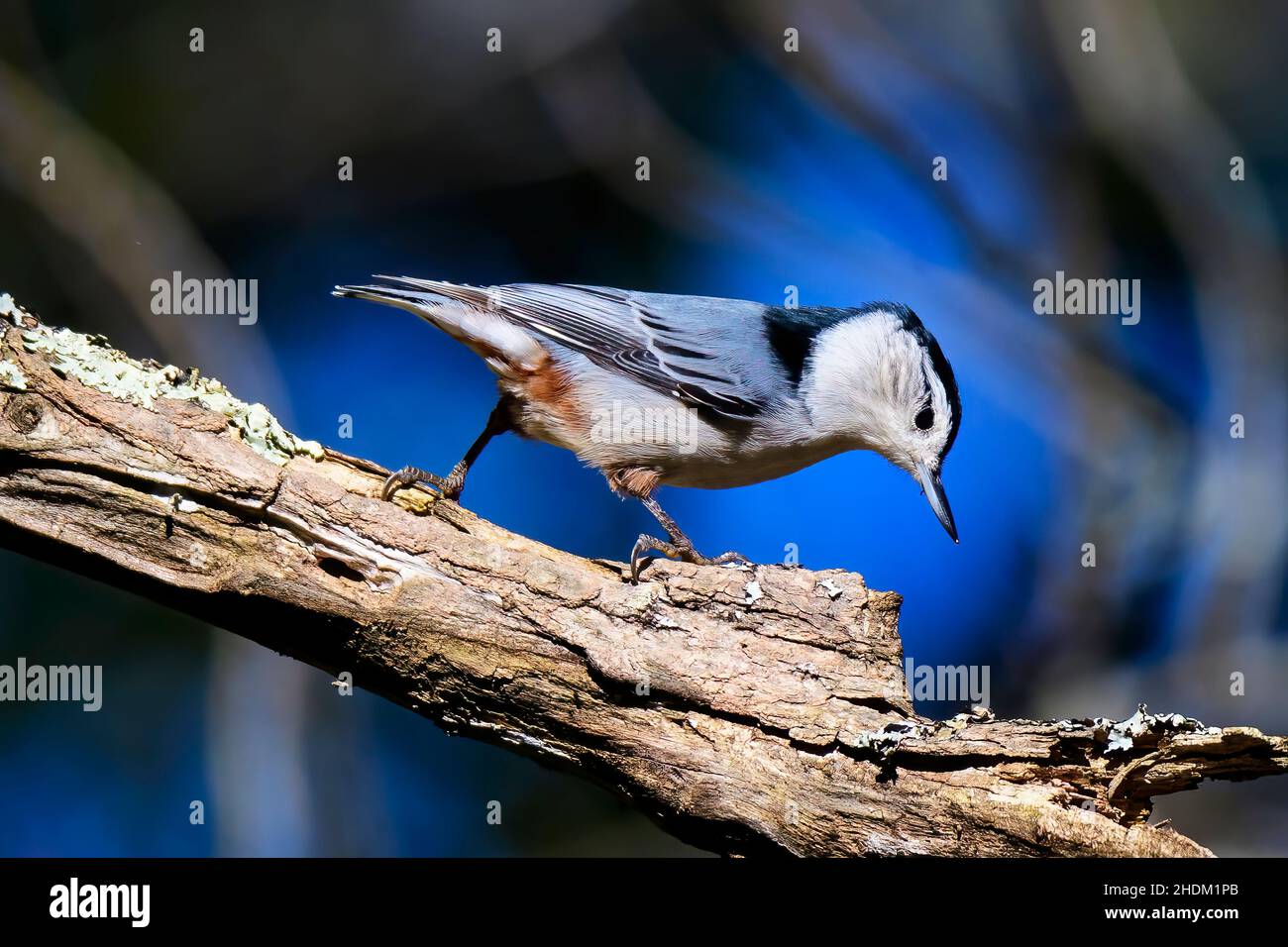 Nuthatch à la poitrine blanche sur une branche morte Banque D'Images