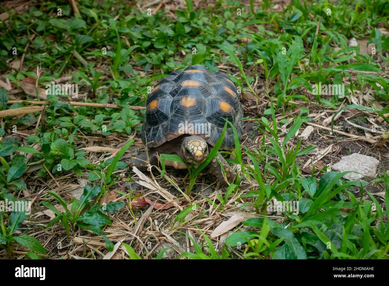 Tortue à pieds rouges (Chelonoidis carbonarius) une espèce du nord de l'Amérique du Sud marchant sur l'herbe Banque D'Images