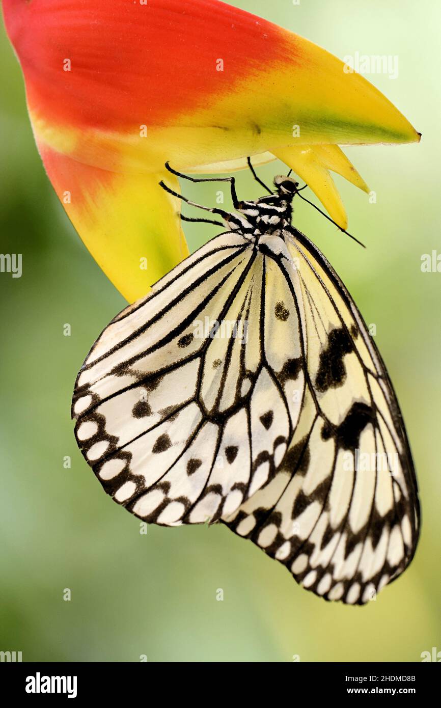 papillon en papier cerf-volant, papillons en papier cerf-volant Banque D'Images