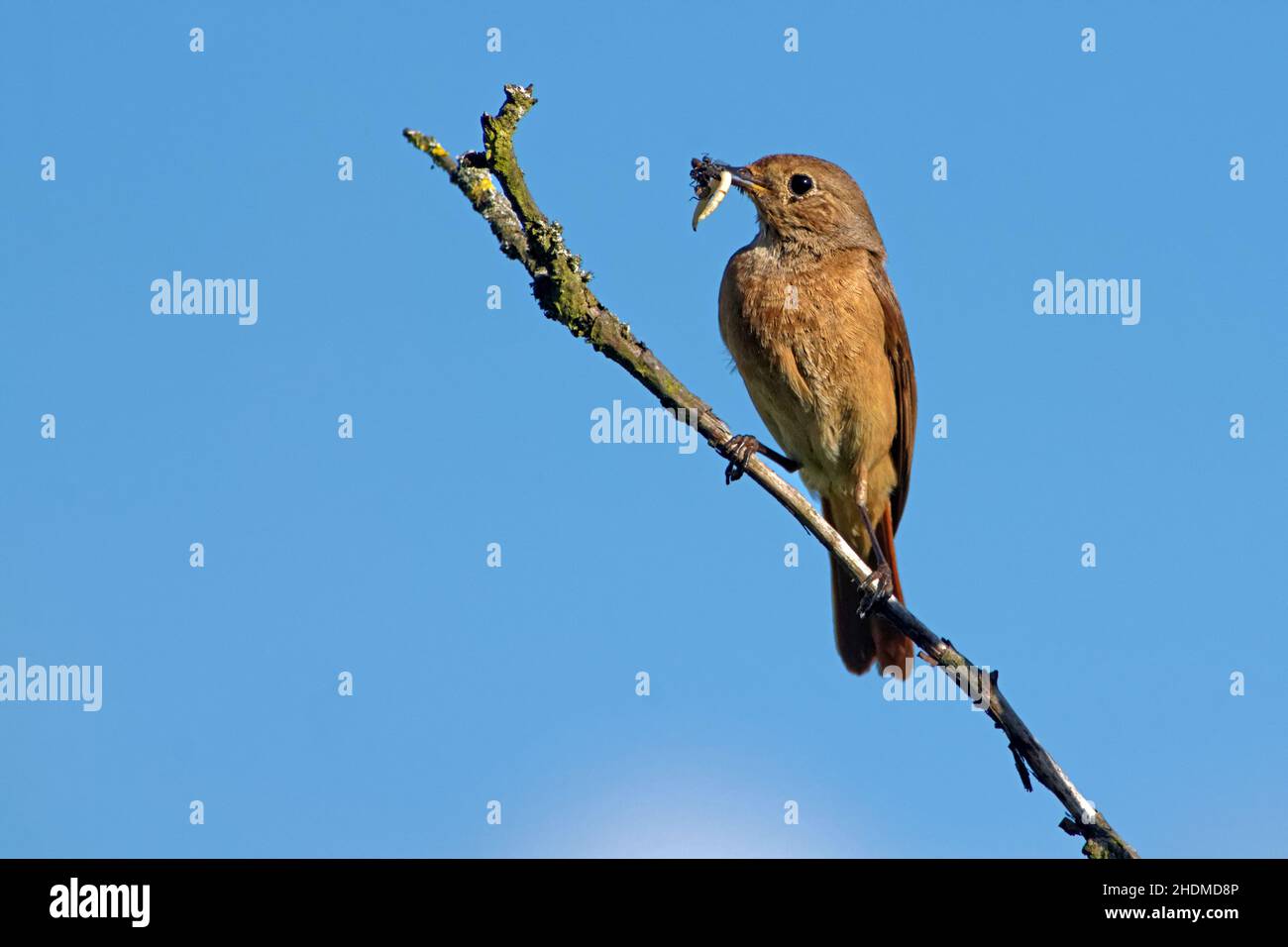 proie, rouge noir, jardin redstart, rouge-noir, rouge-rouge Banque D'Images