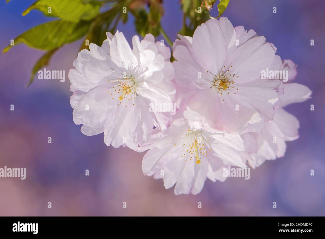 fleurs, cerisiers en fleurs, cerisier d'asie de l'est, fleurs, cerisiers en fleurs,cerises d'asie de l'est Banque D'Images