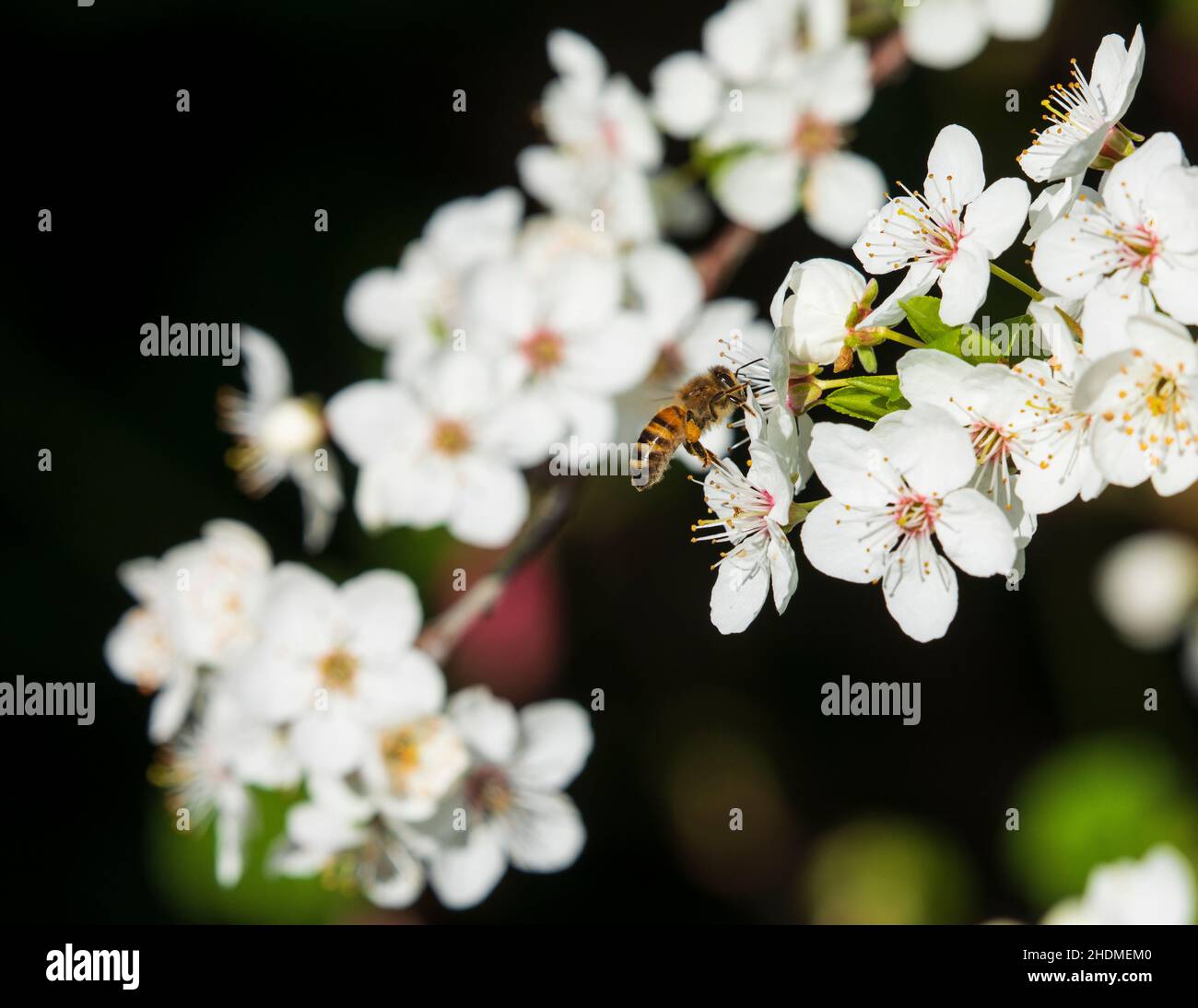 api mellifera abeille Banque D'Images