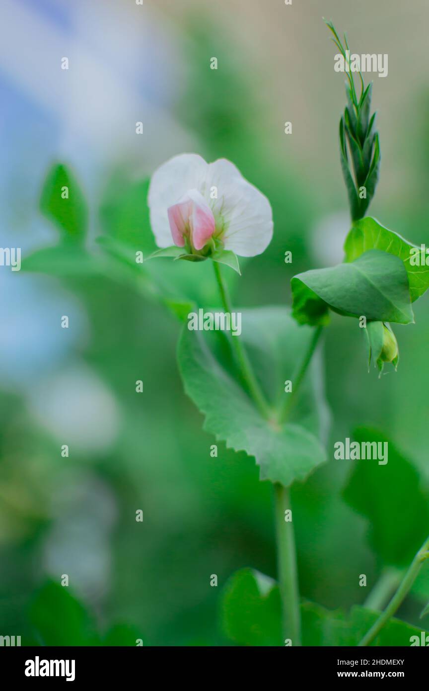 Les pois verts dans le jardin Banque D'Images