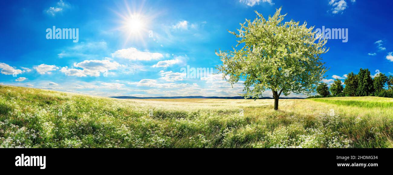 paysage, prairie de fleurs, printemps, paysages, rural,scène rurale, scène, paysage, scènes, prairies fleuries Banque D'Images