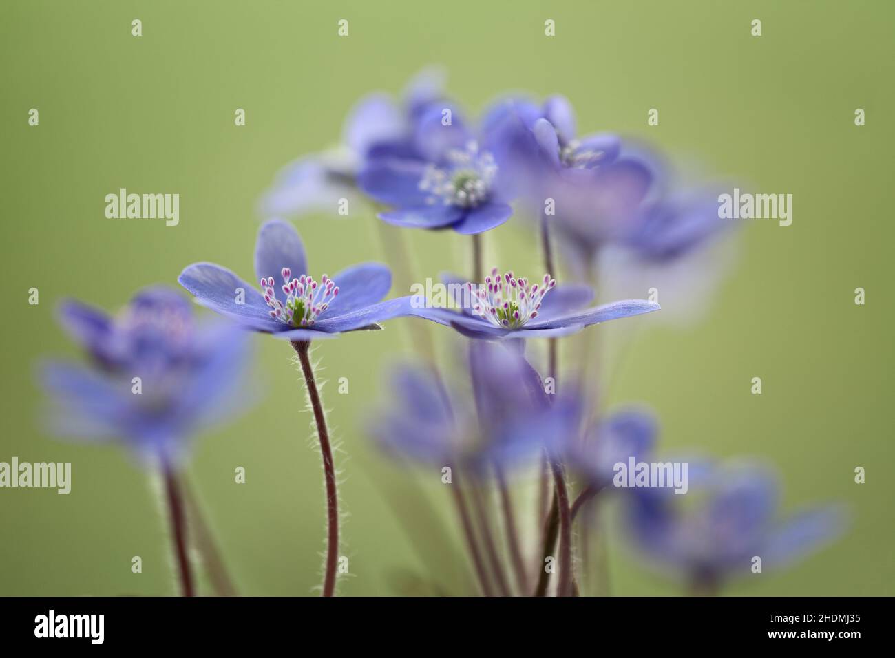 vermillepertuis, vermillepertuis Banque D'Images