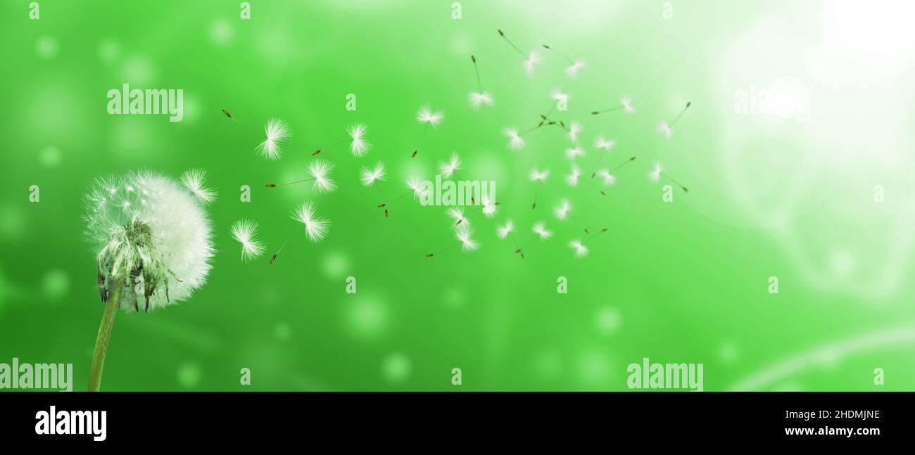 pissenlit, filigrane, graine, pissenlit, police löwenzahn,filigrées, crob, graines, semis Banque D'Images