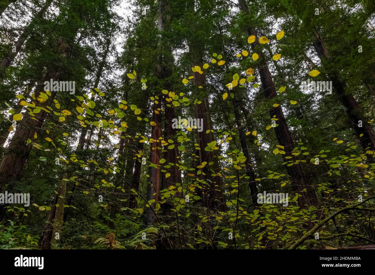 Hazel de Californie, Corylus cornuta ssp. Californica, petits arbres dans le Stout Memorial Grove dans le parc national Jedediah Smith Redwoods dans le Redwood National and Banque D'Images