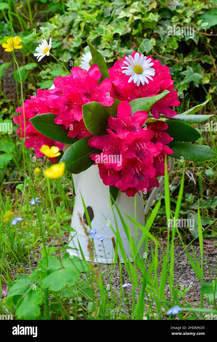 rhododendron, bouquet, pot, rhododendrons, bouquets,pots en étain Banque D'Images