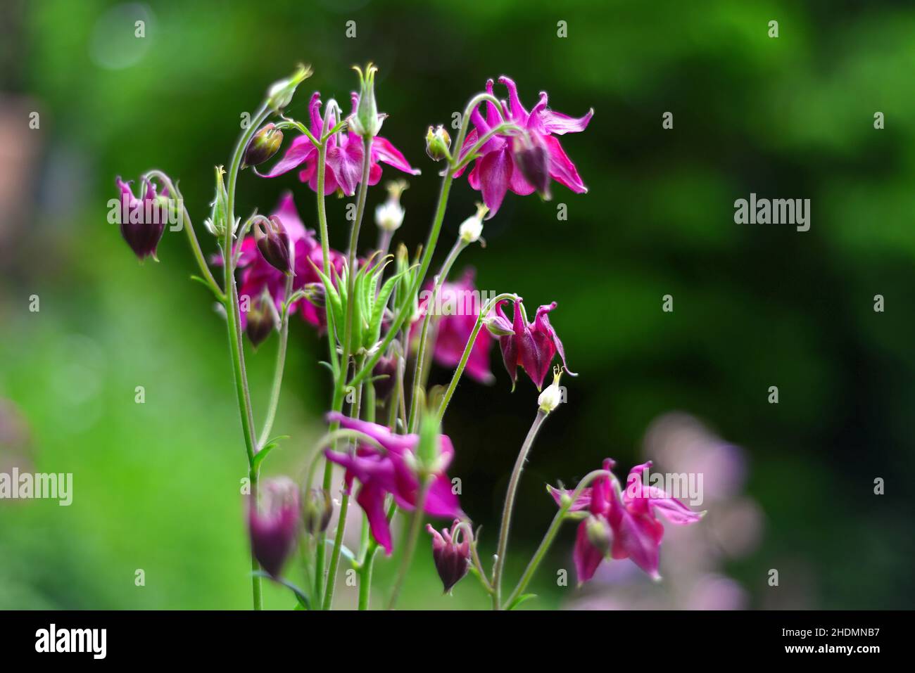 columbine, colonnes Banque D'Images