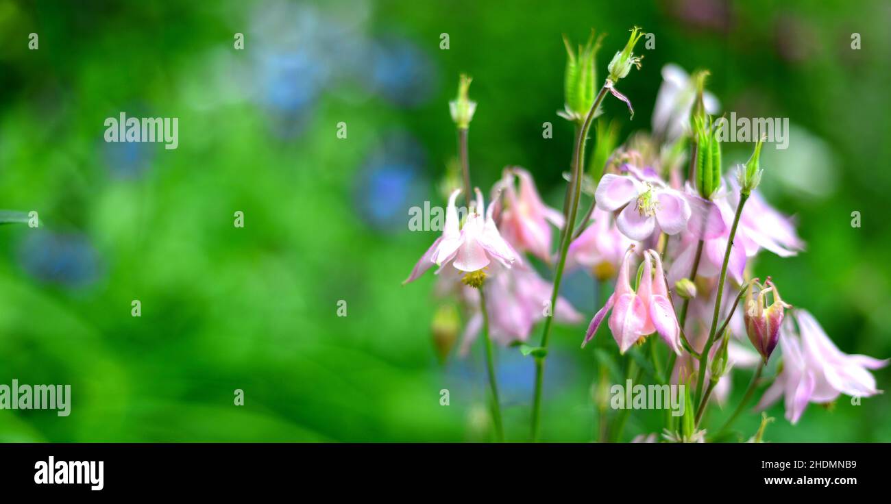 aquilegia, aquilegias Banque D'Images