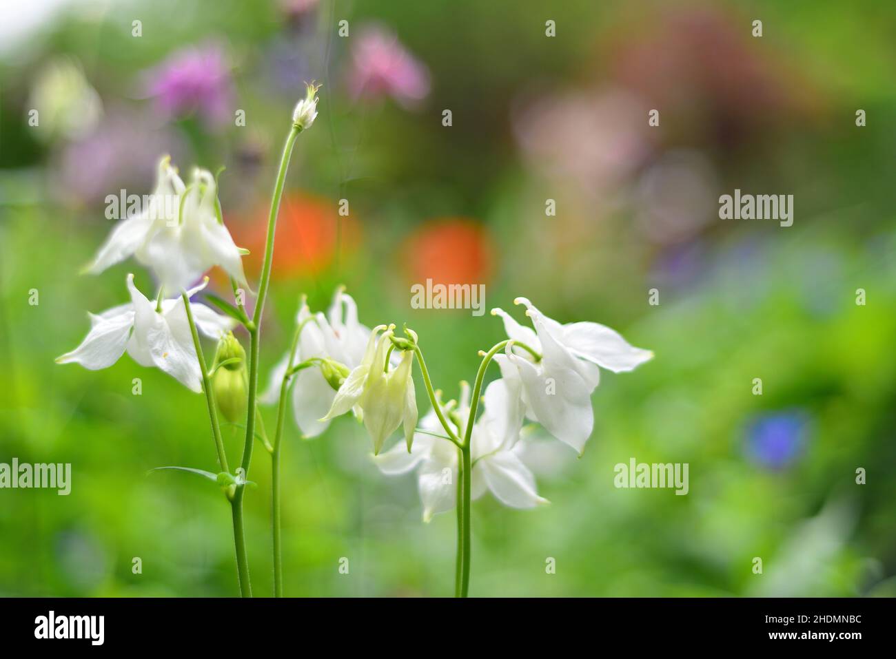 aquilegia, aquilegias Banque D'Images