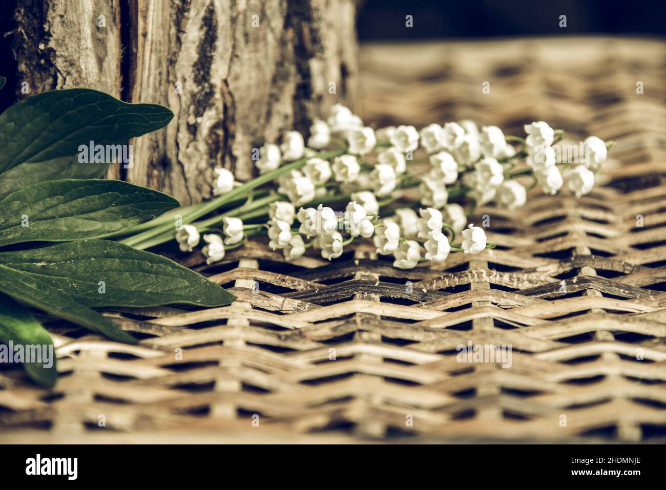 lily de la vallée, lily des vallées Banque D'Images