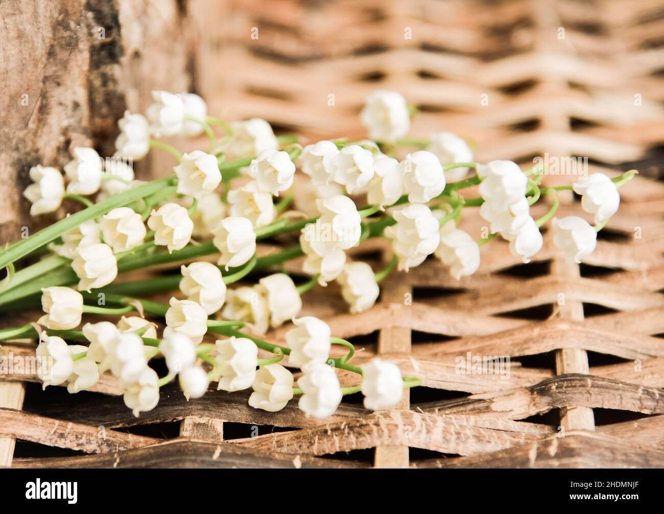 lily de la vallée, lily des vallées Banque D'Images