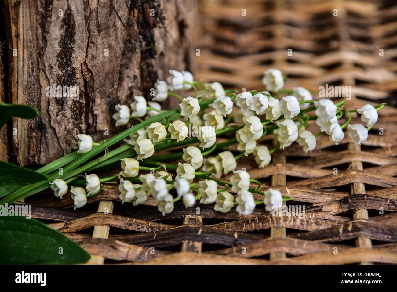 lily de la vallée, lily des vallées Banque D'Images