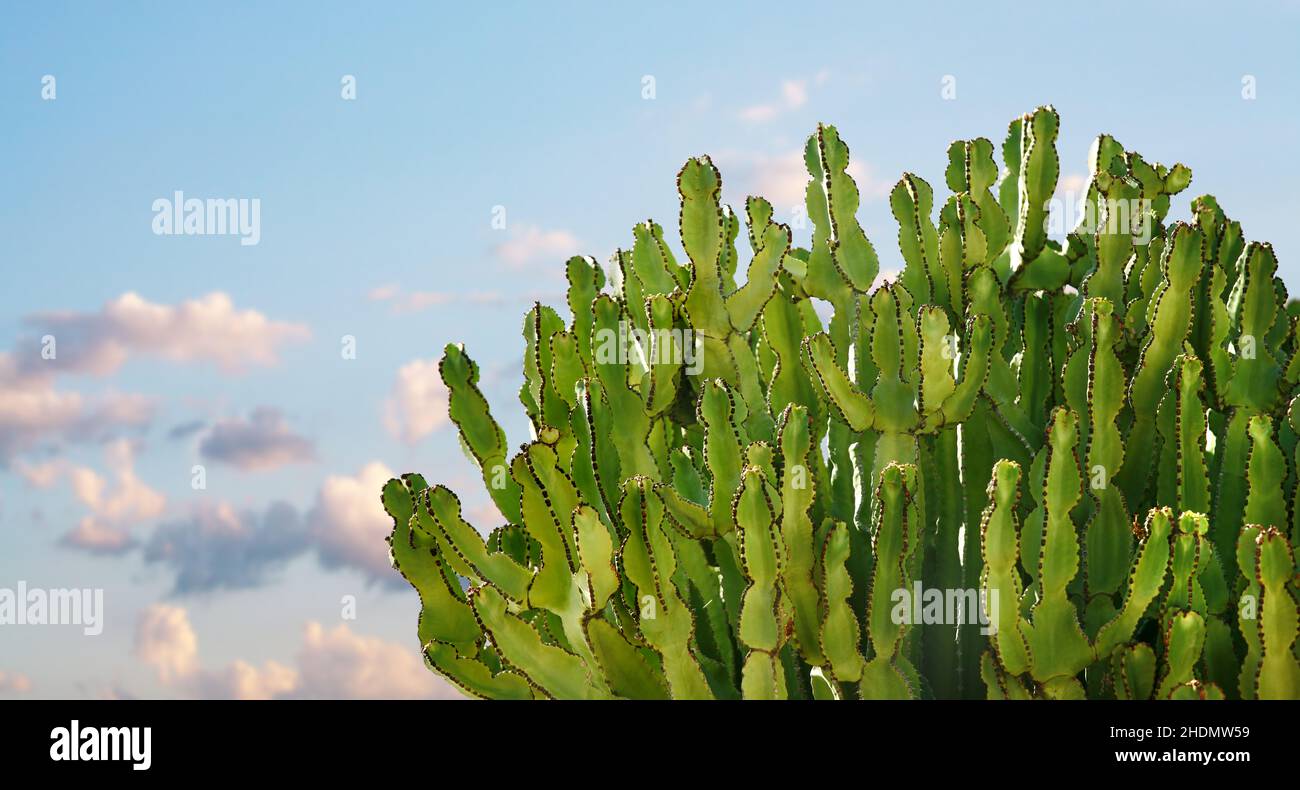 lanzarote, cactus, lanzarotes, catis Banque D'Images