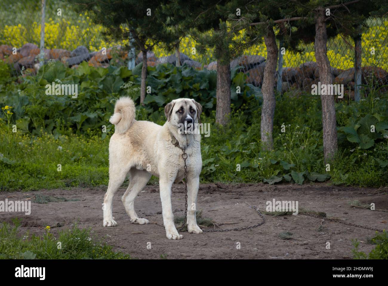 Un chien noble Sivas kangal.Chien de berger turc d'Anatolie Banque D'Images