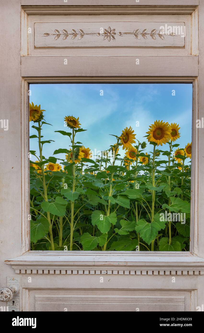 Sunflower Field vu à travers Old doorway - été Banque D'Images