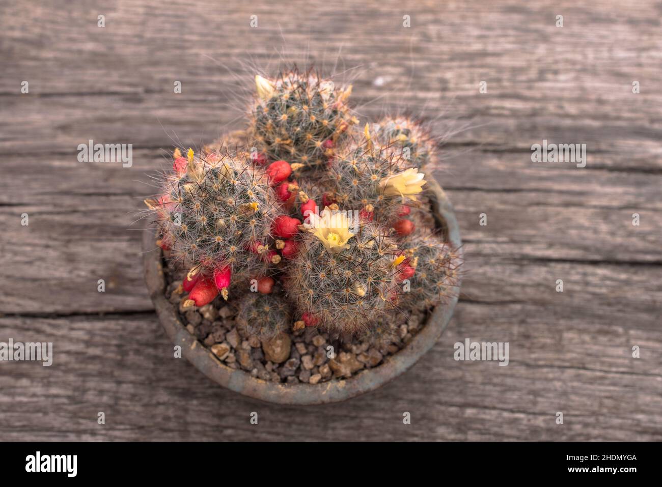 cactus, mammillaria proligera, cactus à cheveux du texas, cactus mamelon du texas Banque D'Images