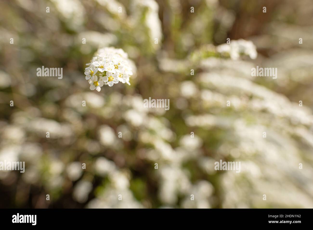 blossom, doux au parfum, fleurs, sucreries Banque D'Images