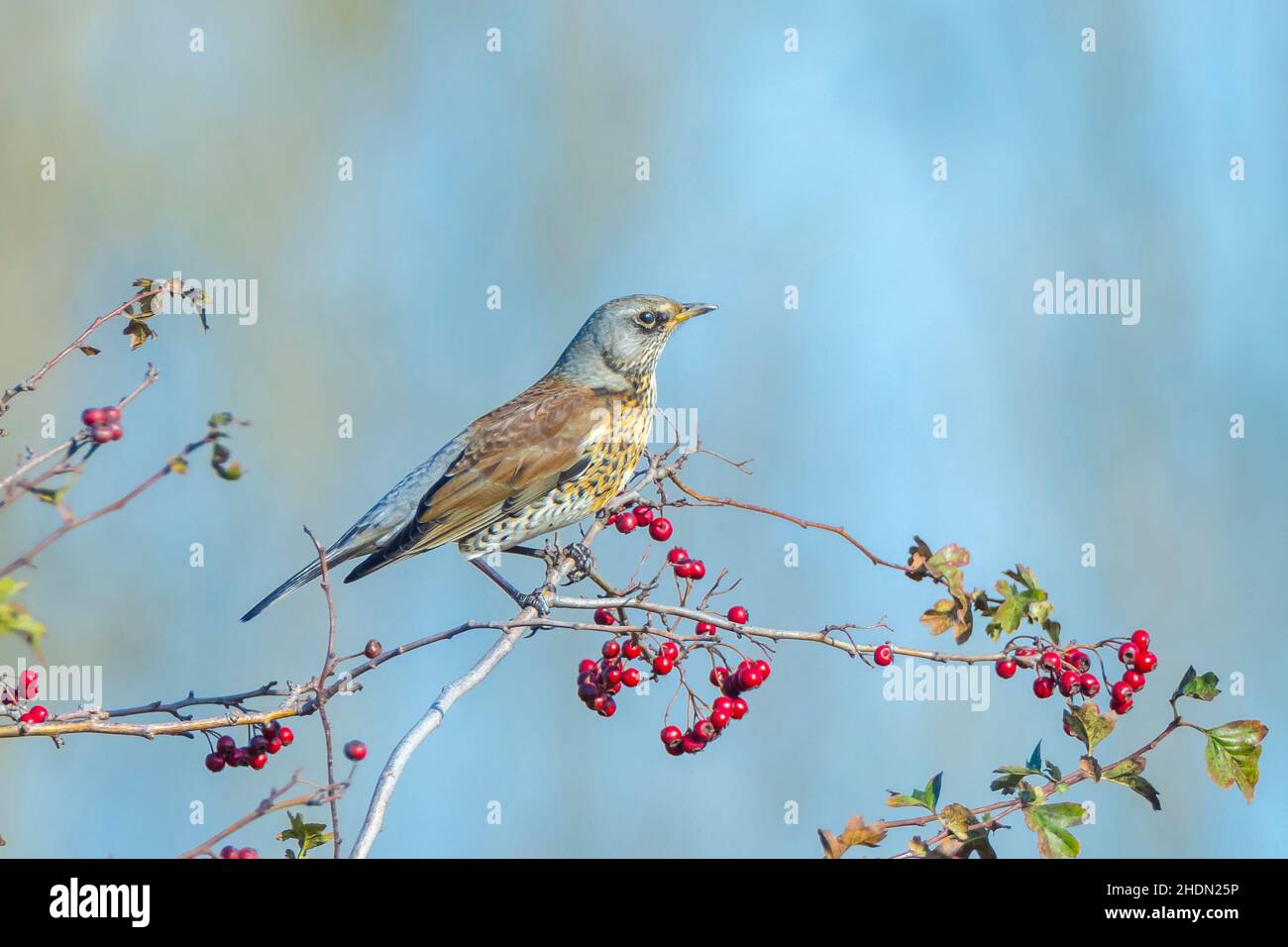 Un f, Turdus fieldfare, oiseau de manger des petits fruits sur une aubépine bush durant la saison d'automne. Banque D'Images