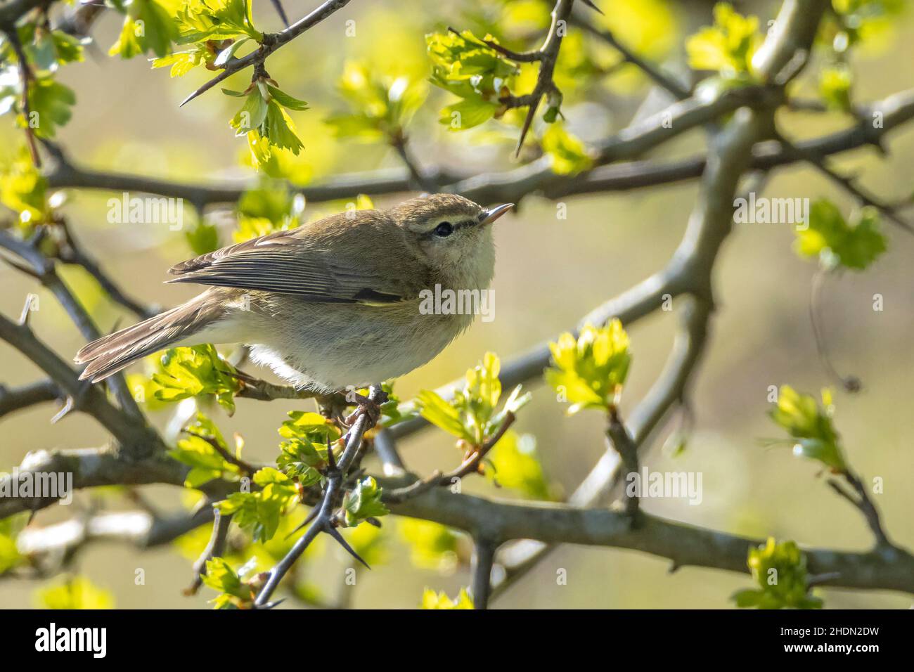 Portrait d'un oiseau grosbec casse-noyaux, Phylloscopus collybita chantant sur une belle soirée d'été avec rétroéclairage vert doux sur un arrière-plan animé. Banque D'Images