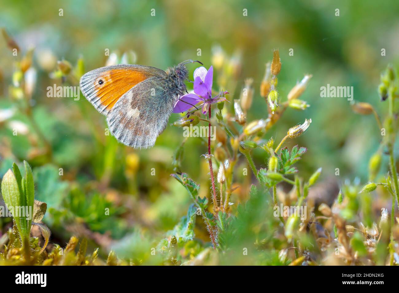 Gros plan d'un petit papillon de santé, Coenonympha pamphlus, reposant en plein soleil dans l'herbe avec ailes fermées Banque D'Images